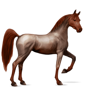 riding horse strawberry roan
