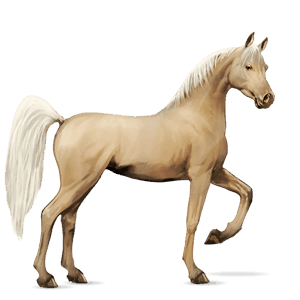 riding horse arabian horse dapple grey