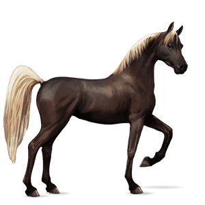 riding horse arabian horse flaxen liver chestnut 