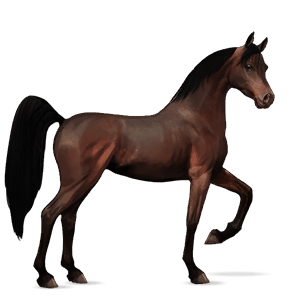 riding horse arabian horse cherry bay