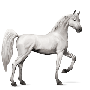 riding horse akhal-teke palomino