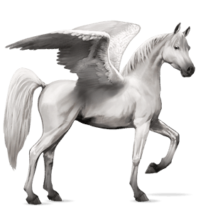 riding pegasus arabian horse light grey