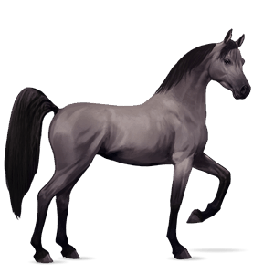 riding horse arabian horse roan