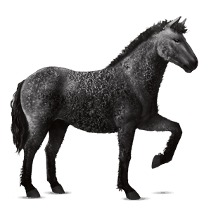 riding horse argentinean criollo black
