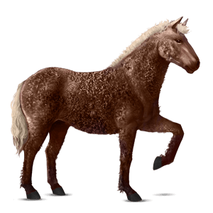 riding horse thoroughbred bay