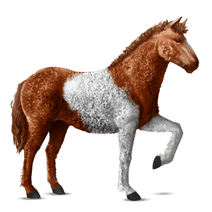 riding horse argentinean criollo black spotted blanket 