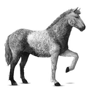 riding horse curly dapple grey tobiano