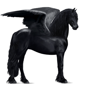 riding pegasus vanner black tobiano