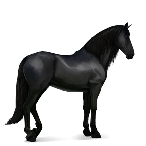 riding horse barb black