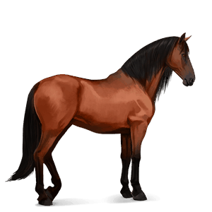 riding horse selle français cherry bay