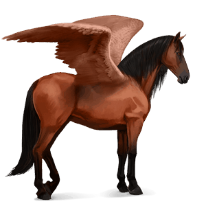 riding pegasus argentinean criollo cherry bay