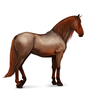 riding horse barb chestnut