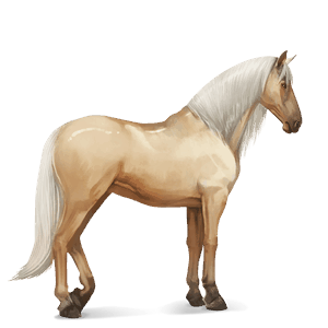 riding horse kwpn palomino