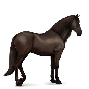 riding horse selle français liver chestnut