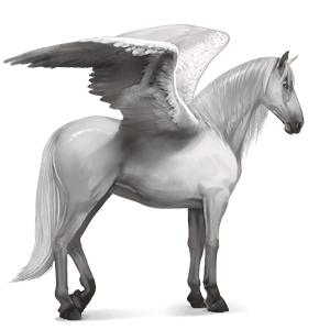 riding pegasus kwpn dapple grey