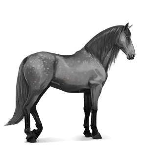 riding horse dapple grey