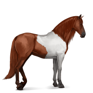 riding horse barb chestnut