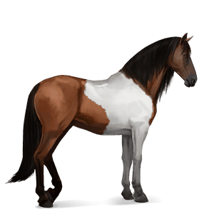 riding horse argentinean criollo flaxen chestnut 