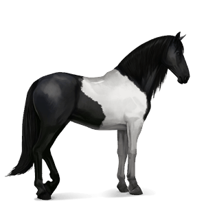 riding horse black tobiano