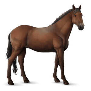 riding horse nokota chestnut