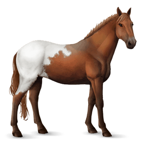 riding horse purebred spanish horse dapple grey