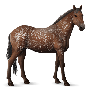 riding horse knabstrupper black leopard 