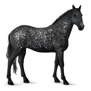 riding horse knabstrupper black snowflake 