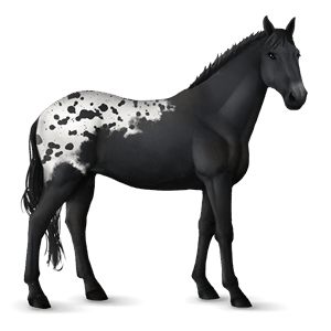 riding horse knabstrupper black spotted blanket 