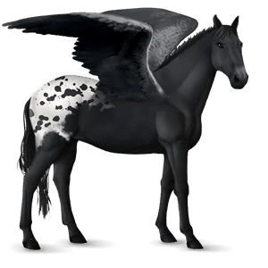 riding pegasus knabstrupper black blanket 