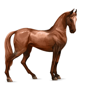 riding horse selle français chestnut