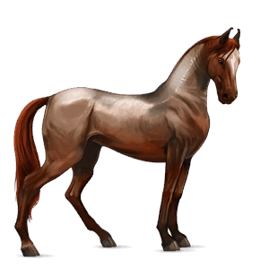 riding horse selle français strawberry roan