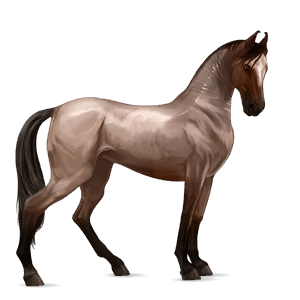 riding horse selle français roan