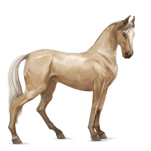 riding horse akhal-teke cherry bay