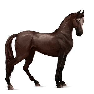 riding horse marwari black