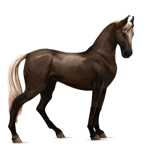 riding horse irish hunter mouse grey
