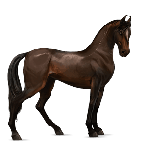 riding horse arabian horse dark bay