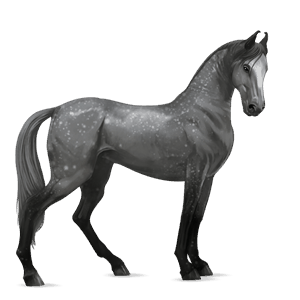 riding horse dapple grey