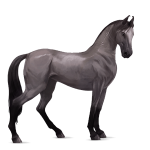 riding horse marwari mouse grey