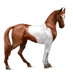 riding horse paint horse cherry bay tobiano