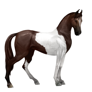 riding horse selle français dark bay