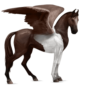 riding pegasus nokota black