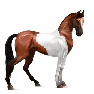 riding horse akhal-teke cherry bay