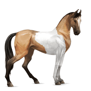 riding horse purebred spanish horse dapple grey