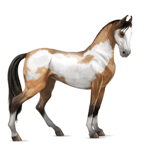 riding horse black