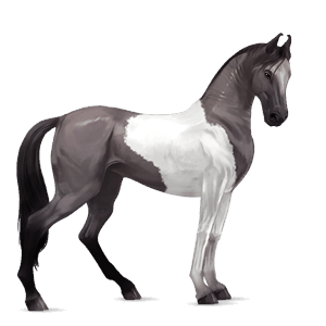 riding horse marwari mouse grey tobiano