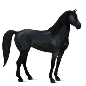 riding horse mangalarga marchador black