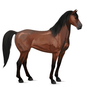 riding horse argentinean criollo liver chestnut
