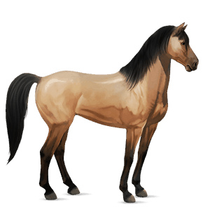 riding horse arabian horse bay