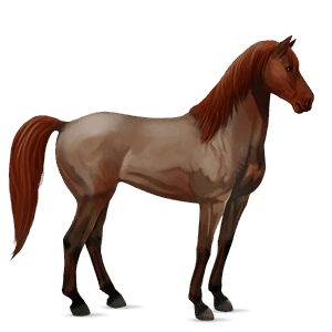 riding horse purebred spanish horse dapple grey