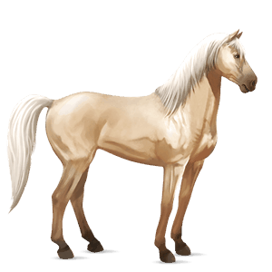 riding horse akhal-teke palomino